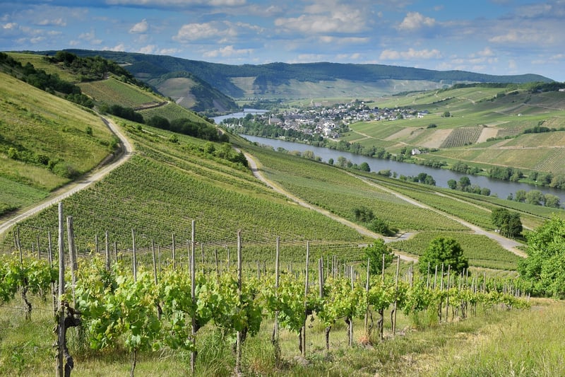 Vineyard History