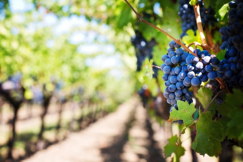 Vineyard Scene