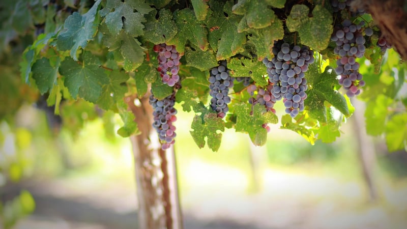 Vineyard